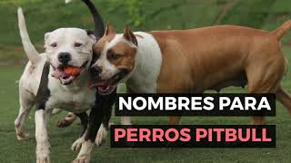 🥇 MEJORES NOMBRES PARA PERROS PITBULL 🐾 ¡UNICOS PARA HEMBRAS Y MACHOS [upl. by Dasa]