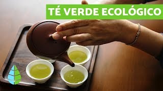 PARA QUE SIRVE EL TÉ VERDE  PROPIEDADES del TÉ VERDE [upl. by Toffey]