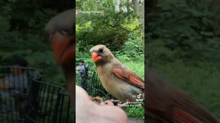 shorts tumblweeeda nature tourguide handfeeding a female cardinal [upl. by Ahsiri772]