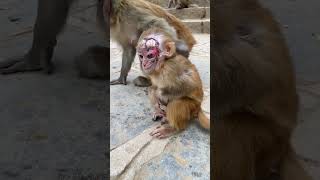 Mother monkey protects an injured baby monkey [upl. by Elfont]