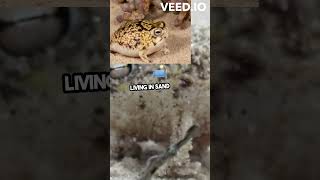 Meet the Adorable amp Unique Desert Rain Frog animals nature frog didyouknow funfacts [upl. by Nairred880]