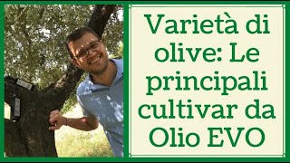 Varietà di olive le principali cultivar di olive da olio [upl. by Hudis]