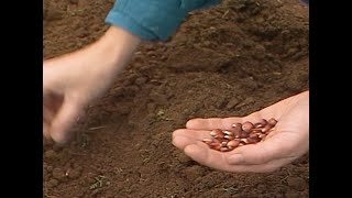 Planting Corn [upl. by Sass796]