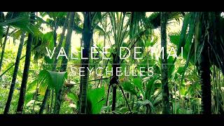 Relax on a windy day in Vallée de Mai  Seychelles  ASMR [upl. by Riplex]