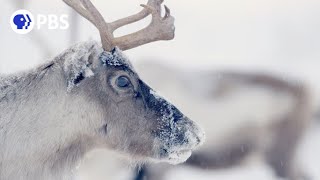 Follow Thousands of Reindeer on an Epic Journey [upl. by Sundin]