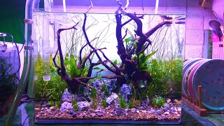 Cara membuat aquascape tanpa CO2 tema hutan [upl. by Laehcar112]