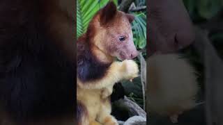 LunchTime  TreeKangaroo  Canguro Arborícola [upl. by Irem]