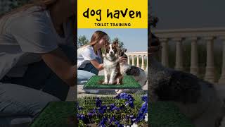 Dog Toilet Training is an important process to teach your dog appropriate behaviors [upl. by Aubreir]