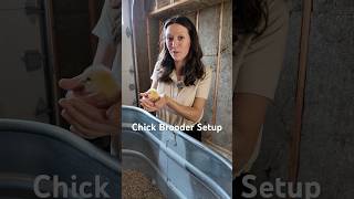 Chick Brooder Setup raisingchickens [upl. by Bathilda]