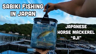 Sabiki Fishing in Japan  Japanese Horse Mackerel quotAjiquot [upl. by Aerdnak703]