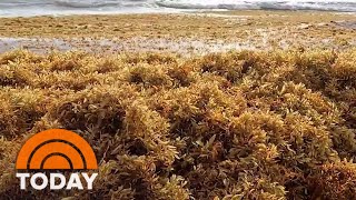 Massive seaweed bloom heads for Florida beaches [upl. by Nitas]