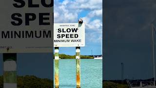 Pelican Sky Manatee Waters [upl. by Nerol]