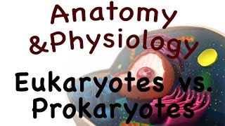 Cell Biology For Anatomy and Physiology  Eukaryotes vs Prokaryotes 0302 [upl. by Aklim]