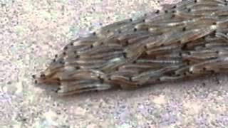 Fungus gnat larvae snake crossing the sidewalk [upl. by Bloxberg]