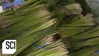 Lemongrass Oil  How Its Made [upl. by Aimak]