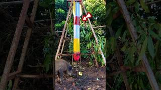 Creative a quick pig trap with a high explosive rocket trap animals animaltrap [upl. by Anny]