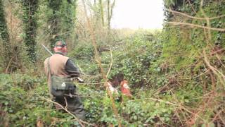 Rough Shooting over Brittanys in Ireland [upl. by Latrena]