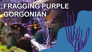 How to Frag Purple Gorgonian Coral in a REEF TANK and Glue [upl. by Edelsten]