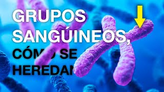 ¿CÓMO SE HEREDAN LOS GRUPOS SANGUINEOS [upl. by Baudelaire]