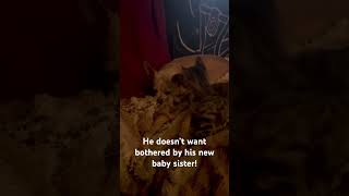 Chihuahua growling at kitty baby sister funny kitten ￼ [upl. by Enelav]