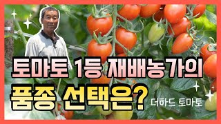 부여 세도 1등 재배농가의 품종선택은 더하드 토마토 소개영상입니다 [upl. by Michiko]