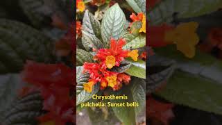 Chrysothemis pulchella Sunset bells  challenge floweringplant [upl. by Ydnes]