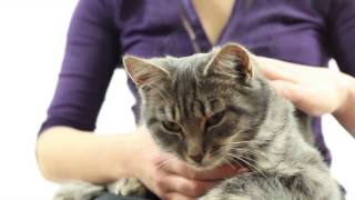 Why cats are amazing  Petplan UK [upl. by Elleinnod]