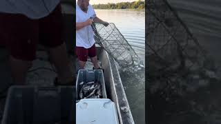 2024 crawfish season fishing jackfish crawfishboil fish crawfishfestival [upl. by Burkhard]