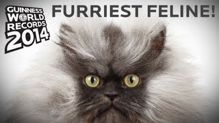 Colonel Meow  Longest Fur On A Cat  Guinness World Records [upl. by Ennael]