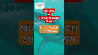 Ocean Showdown Orca Vs Great White Shark shark orca [upl. by Teufert]