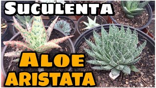 suculenta Aloe Aristata Planta ANTORCHA  Cuidado y Reproducción de Aristaloe aristata [upl. by Airdnat]