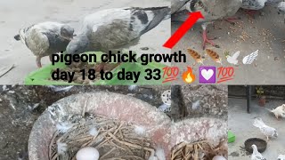 pigeon chick growth day 18 to 33 day🤍💯💯🎉 muazzam pigeon lover [upl. by Paluas]