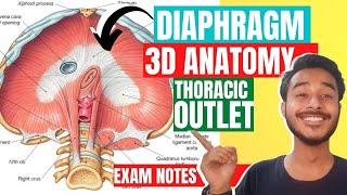 Thoracic Outlet Anatomy 3D  opening of diaphragm anatomy  Outlet of thorax anatomy [upl. by Dazhehs]