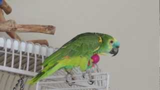 Best of Nelly Blue Fronted Amazon Parrot [upl. by Aicenad]