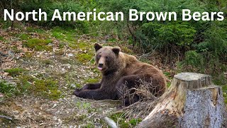 North American Brown Bear  How They Live  How To Hunt [upl. by Stannfield]