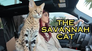 The Ultimate Guide to Owning a Savannah Cat Tips amp MustKnow Facts 2024 [upl. by Kamila]