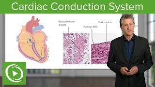 Cardiac Conduction System – Histology  Lecturio [upl. by Arnst]