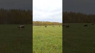 Я календарь переверну shortvideo деревенскаяжизнь cow село farming корова cuteanimals [upl. by Callum]