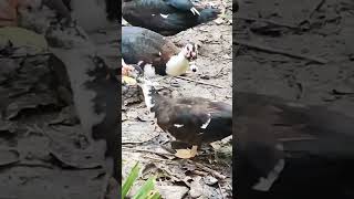 Muscovy Ducks Hissing [upl. by Reaht]