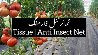 Tomato Tunnel Farming Pakistan  🍅 Tomato Farming under antiinsect net and Tissue [upl. by Marlyn]