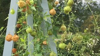 Balloon Vine  Cardiospermum halicacabum [upl. by Ahsieki712]