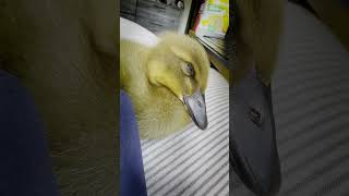 Adorable Baby Duckling Cant Stay Awake [upl. by Nedyaj]