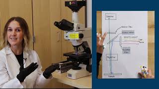 Fluorescence Microscopy [upl. by Nnaerb]