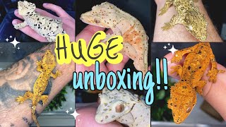 UNBOXING 12 NEW GECKOS He gave me 2 FOR FREE INSANE [upl. by Brenn]