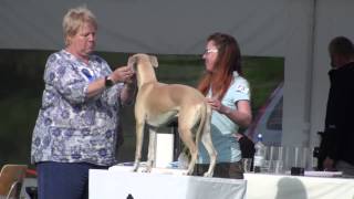 Finnish Whippet Club National Specialty [upl. by Zebulen]