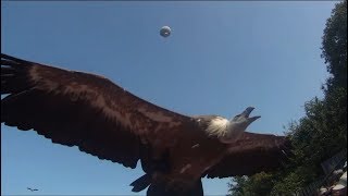 PUY DU FOU Le bal des Oiseaux Fantômes Complet [upl. by Eleph696]