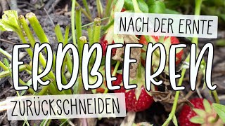 🍓 Erdbeeren nach der Ernte zurückschneiden 🍓 Blätter abschneiden  KompostampLiebe [upl. by Gnuh]