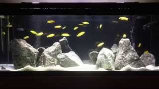 New Lake Malawi Mbuna Fish Tank  How to aquascape Mbuna tank  Tips on Rockscape  African Cichlids [upl. by Nomed632]