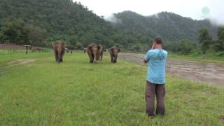 A Man Call Elephant In Different Angle  ElephantNews [upl. by Bourn]