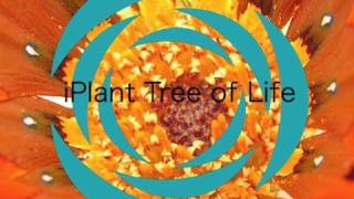 iPlant Tree of Life [upl. by Lemmueu]